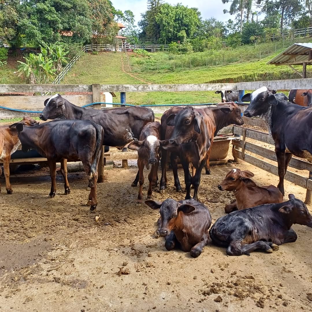 Secretaria de Agricultura abre cadastro para serviço de vacinação contra brucelose em Santos Dumont